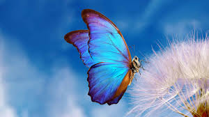 Butterfly Jewelry